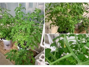 hydroponic tomatoes